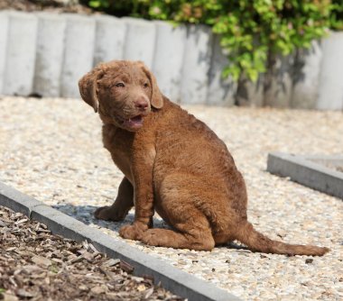 Taş yolu üzerinde şaşırtıcı chesapeake bay retriever köpek yavrusu