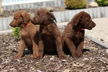 Adorable puppies of chesapeake bay retriever clipart