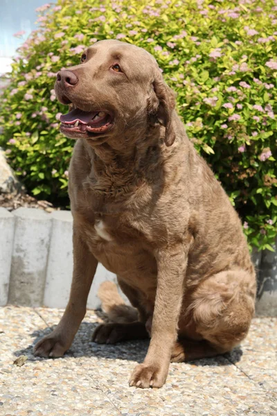 Piękny Chesapeake Bay Retriever — Zdjęcie stockowe