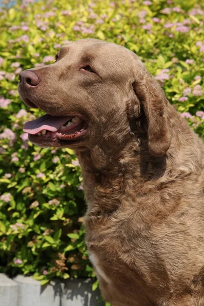 Vackra Chesapeake Bay Retriever — Stockfoto