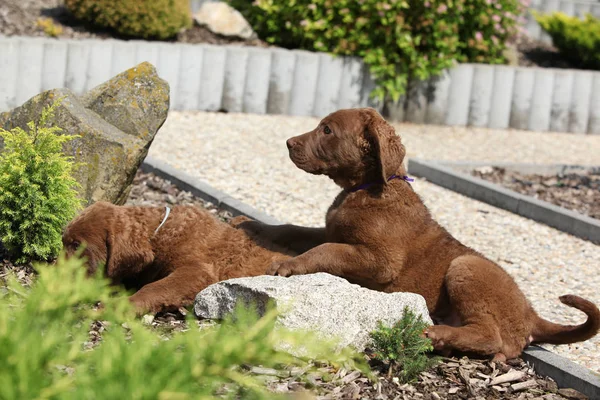 Adorabili cuccioli di chesapeake bay retriever — Foto Stock