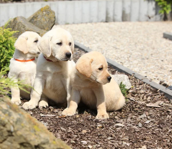 Amazing puppies of labrador retriever — Stock Photo, Image
