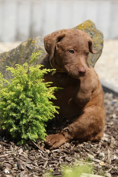 Het verbazen van chesapeake bay retriever pup — Stockfoto