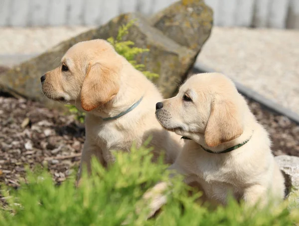 Filhotes incríveis de labrador retriever — Fotografia de Stock