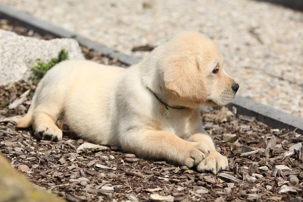 Entzückender Labrador Retriever lügt — Stockfoto