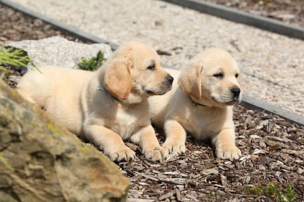 Chiots étonnants de labrador retriever — Photo