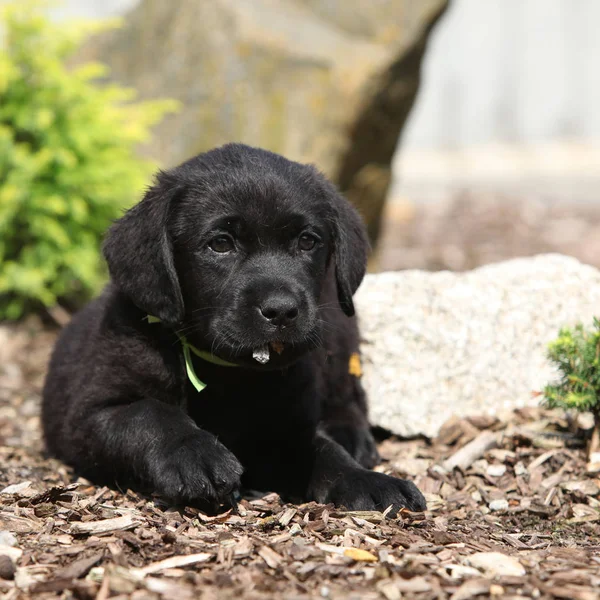 Roztomilý Labradorský retrívr ležící — Stock fotografie