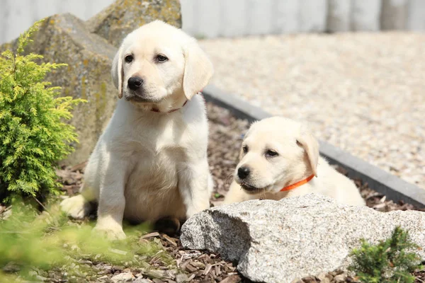 Niesamowite szczenięta labrador retriever — Zdjęcie stockowe