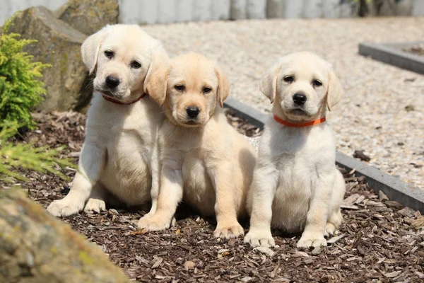 Erstaunliche Welpen von Labrador Retriever — Stockfoto