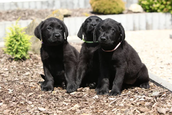 Increíbles cachorros de labrador retriever —  Fotos de Stock