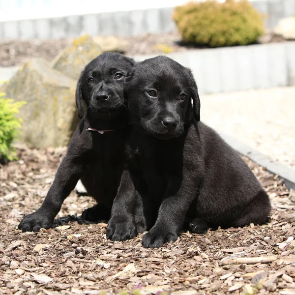 Chiots étonnants de labrador retriever — Photo