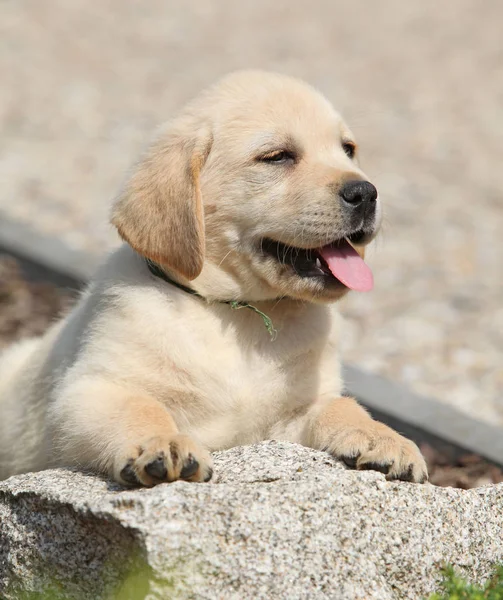 Roztomilý Labradorský retrívr ležící — Stock fotografie