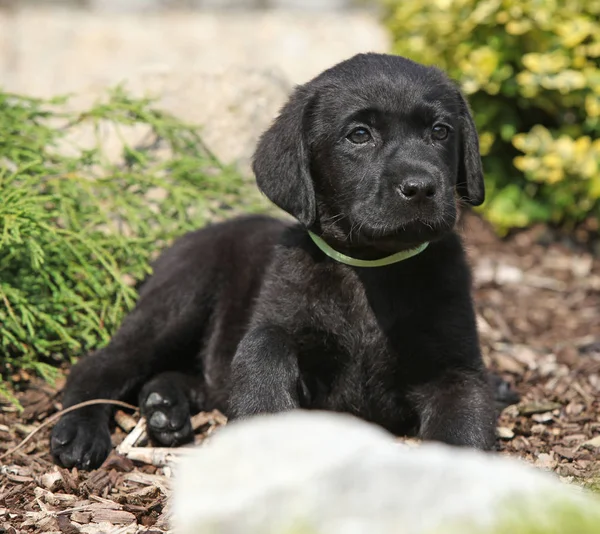 Urocza labrador retriever leżącego — Zdjęcie stockowe