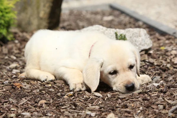Entzückender Labrador Retriever lügt — Stockfoto
