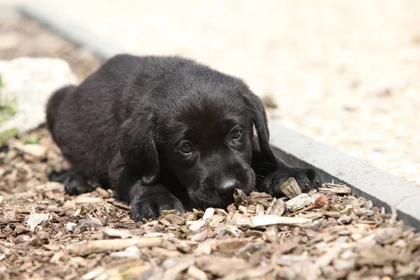 Adorable labrador retriever mintiendo —  Fotos de Stock