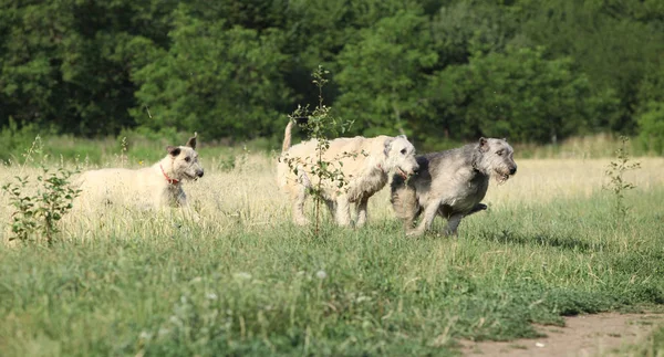 Cães de lobo irlandeses correndo na natureza — Fotografia de Stock