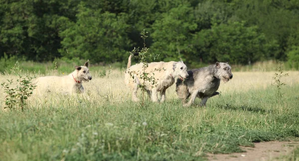 Chiens de loup irlandais courant dans la nature — Photo