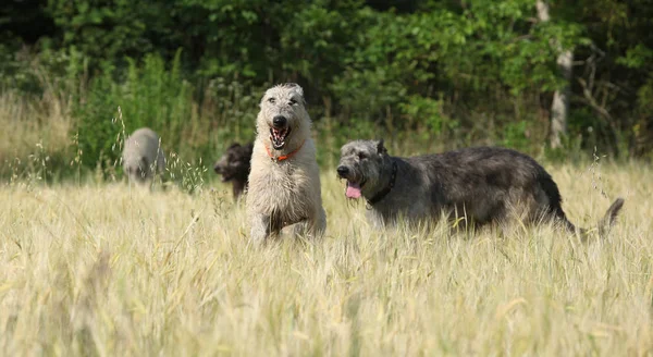 Ierse wolfshonden uitgevoerd in de natuur — Stockfoto