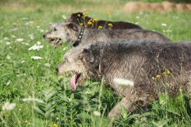 Birlikte çalışan doğada şaşırtıcı İrlandalı köpekleri