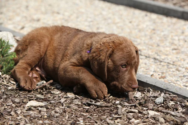 庭に横たわっていいチェサピーク湾レトリーバー子犬 — ストック写真