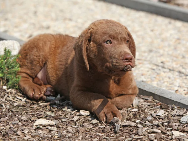 庭に横たわっていいチェサピーク湾レトリーバー子犬 — ストック写真