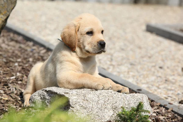 Adorável Labrador Retriever Deitado Pedra — Fotografia de Stock