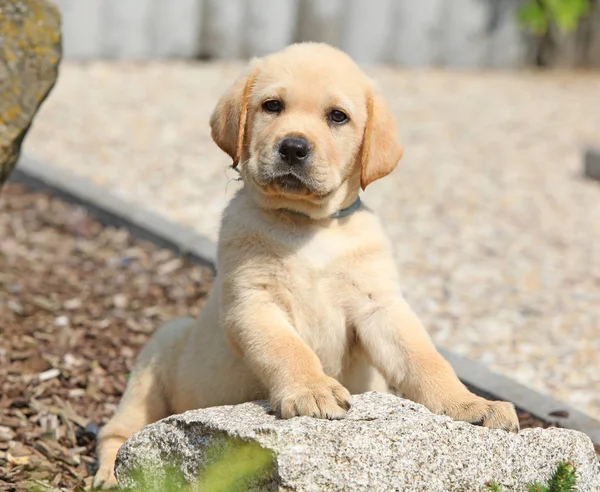 Entzückender Labrador Retriever Liegt Auf Dem Stein — Stockfoto
