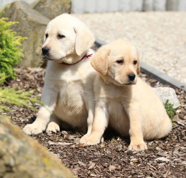 Amazing Puppies Labrador Retriever Garden — Stock Photo, Image