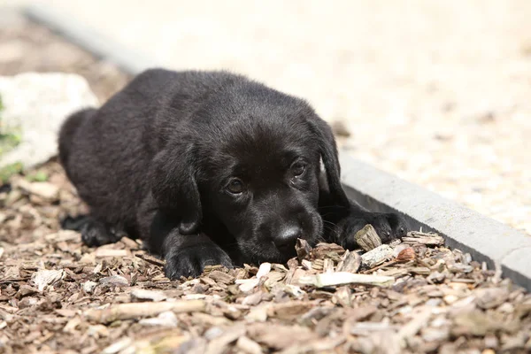 庭に横たわって愛らしいラブラドル レトリーバー犬 — ストック写真