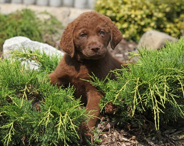 Nice Chesapeake Bay Retrívr Štěně Ležící Zahradě — Stock fotografie