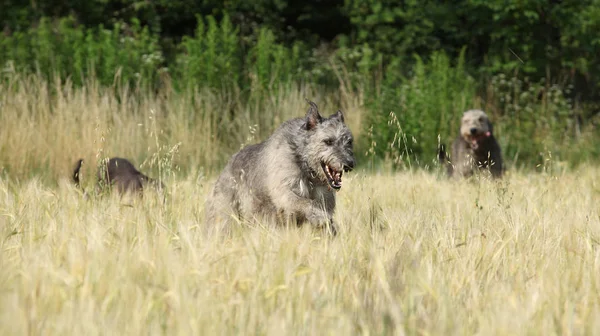 Incroyable Loups Loups Irlandais Courant Ensemble Dans Nature — Photo