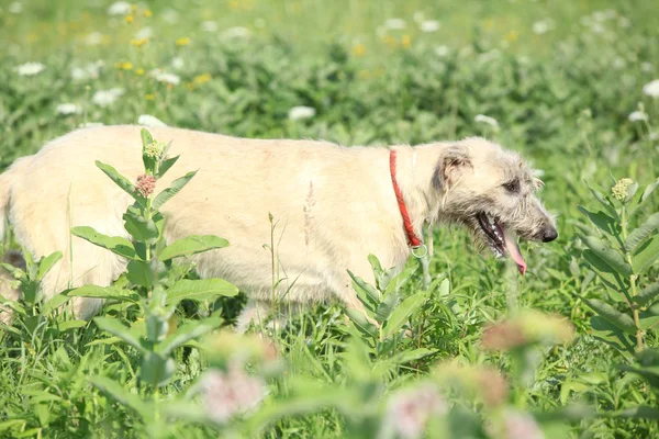 Chien de loup irlandais courant dans la nature — Photo