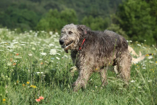 Irish wolfhound running in nature — Stock Image Irish wolfhound running in nature Stock Image