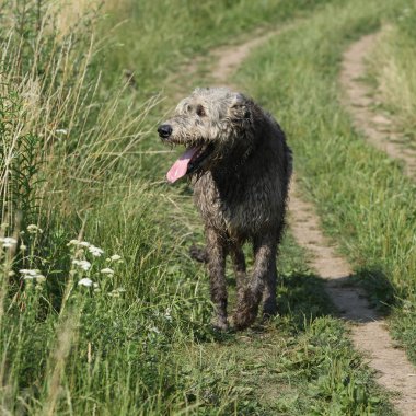 İrlandalı wolfhound yol üzerinde çalışan