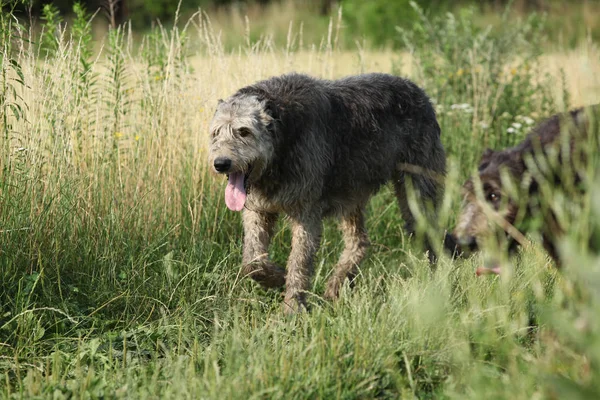 爱尔兰狼狗自然奔跑 — 图库照片
