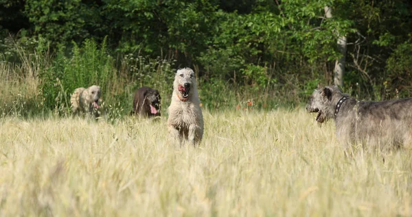 Ierse wolfshonden uitgevoerd in de natuur — Stockfoto