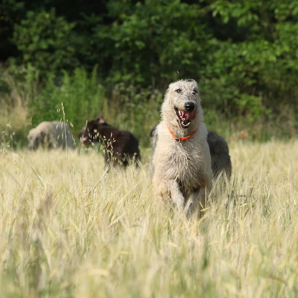 Chiens de loup irlandais courant dans la nature — Photo