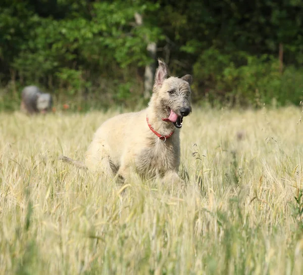 Irischer Wolfshund läuft in der Natur — Stockfoto