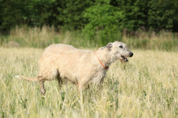 Ιρλανδικό wolfhound τρέξιμο στη φύση — Φωτογραφία Αρχείου