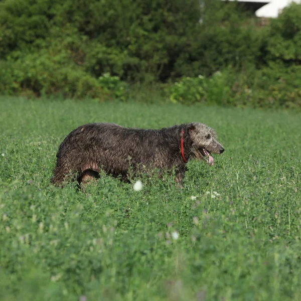 Ierse wolfshond uitgevoerd in de natuur — Stockfoto