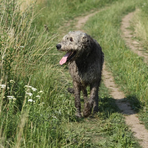 Irish wolfhound running on the path — Stock Photo, Image