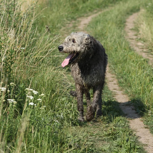 Ierse wolfshond waarop het pad — Stockfoto