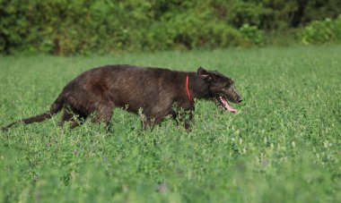 İrlandalı wolfhound doğada çalıştıran