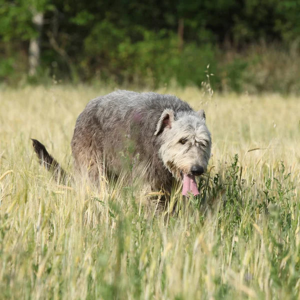 Ierse wolfshond uitgevoerd in de natuur — Stockfoto