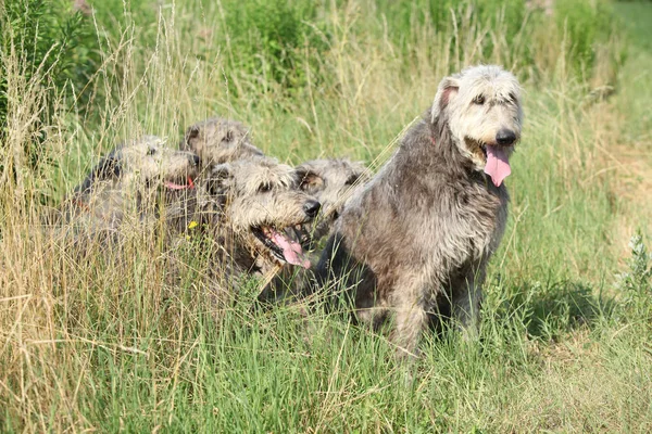 Ierse wolfshonden rusten in hoog gras — Stockfoto