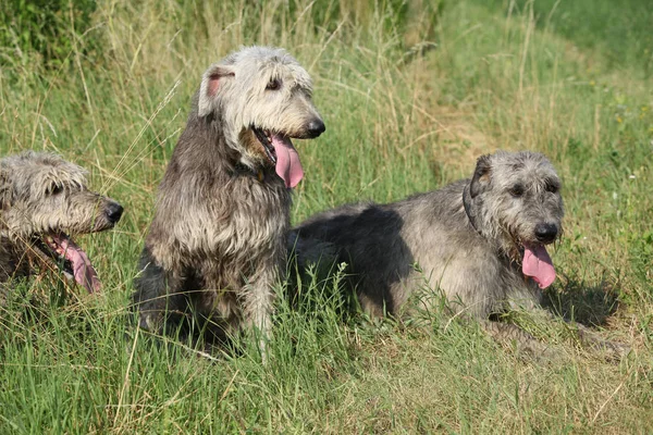 Chiens de loup irlandais reposant dans l'herbe haute — Photo