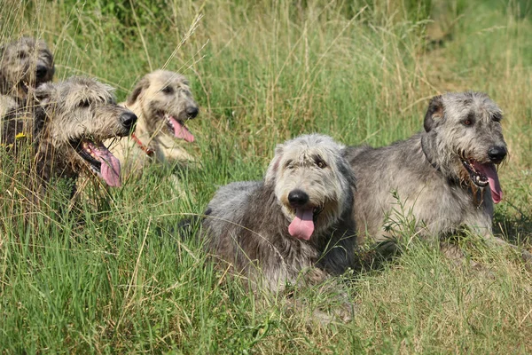 Irish wolfhounds resting together — Stock Photo, Image