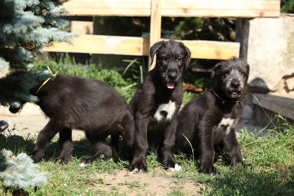 Amazing puppies of irish wolfhound — Stock Photo, Image