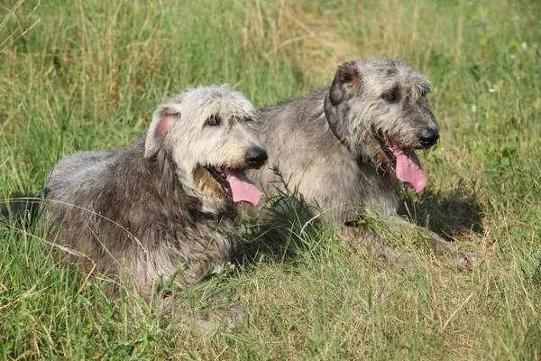 Irish wolfhounds resting together — Stock Image Irish wolfhounds resting together Stock Photo