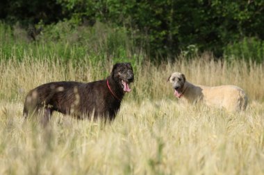 Doğada şaşırtıcı İrlandalı wolfhound